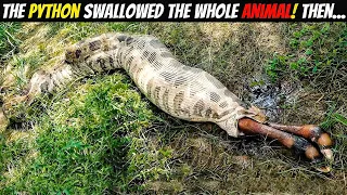 Everyone Was Shocked To See What Was Found Inside The Snake ! Craziest Things Found Inside Snakes !