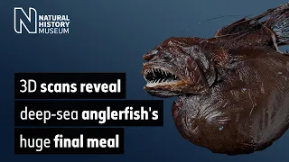 3D scans reveal deep-sea anglerfish's huge final meal | Natural History Museum