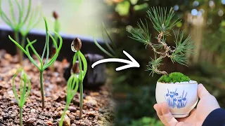 Seeding of black pine - Teacup MINI BOMSAI making One and a half years later【Bonsai diary 11/5】