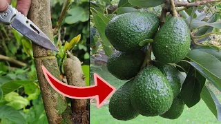 3 TÉCNICAS o practicas  que REVENTARA DE FRUTOS tu árbol de AGUACATE sin GASTAR NADA DE DINERO