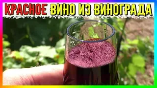 🍷 Semi-Sweet red Wine made from Dark Grapes 🍇