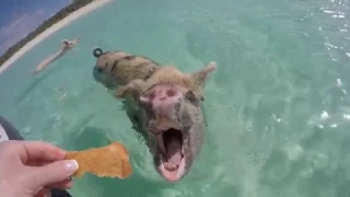 Swimming Pigs of the Bahamas