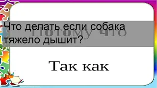 Что делать если собака тяжело дышит?