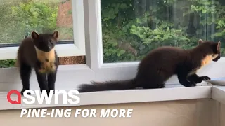 Cheeky family of pine martens break through a man's window to feast on snacks | SWNS