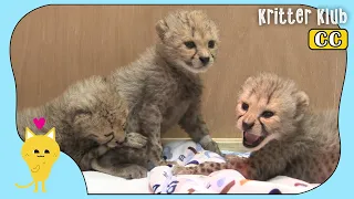 Cheetah флиртует с его дату, показывая свою скорость (часть 1) л Kritter Klub