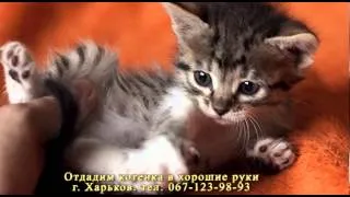 Отдам котенка в хорошие руки ( Украина, г. Харьков)