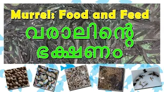 Varaal, Murrel (വരാൽ) Food and Feed ,Episode 7