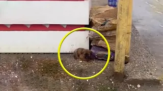 Little Puppy Scared, Hiding In a Corner After Being Thrown Into The Street Under The Heavy Rain