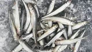 Корюшка. Финский залив. Один день из жизни семьи рыбаков на льду.