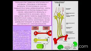 Эндокринология Дубынин