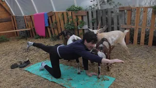 Easy 10 MInute Goat Yoga Video - Flow, Breathe, Repeat