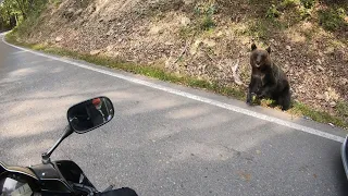 Bear encounter while riding motorcycle | Intalnire cu ursul - Transfagarasan 2019, Romania