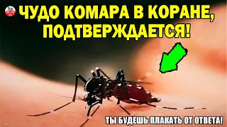 ВОТ ДЛЯ ЧЕГО АЛЛАХ СОЗДАЛ КОМАРА! В КОРАНЕ ГОВОРИТСЯ ОБ ЭТОМ.  ОТВЕТ ВАС ШОКИРУЕТ! #коран #ислам тв