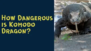 How Dangerous is Komodo Dragon?