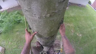 First day climbing with the tree-mek