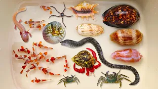 Catch eels and hermit crabs, puffer fish, sea fish, sea snails, nemo fish, crabs, ornamental fish
