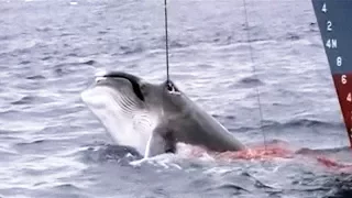 Salvaje caza de ballenas por barcos japoneses