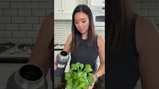 I treated two plants with love and hate and this happened | MyHealthyDish