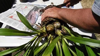 REPOTTING & DIVIDING CYMBIDIUM ORCHIDS