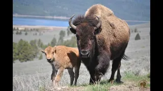 WOLFS ATTACK BISON'S/ ANIMALS PLANET