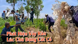 Giúp Chú tìm Rắn từ miếng Vảy lột sau nhà | TGSB #871