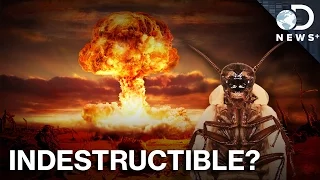 Neither Decapitation Nor Nukes Will Kill A Cockroach… At First.