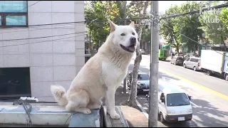 Dog Standing On The Roof 24/7 Wants To Keep This Legit View Alone | Kritter Klub