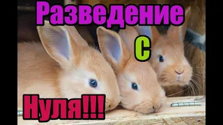 Разведение кроликов с нуля!! Этап первый! Делаем клетки!! Лучшая клетка для кроликов!!