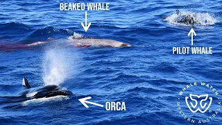 Rare Sighting as Pilot Whales Interrupt Orca Hunt of a Strap-toothed Beaked Whale