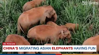 China's migrating Asian elephants having fun