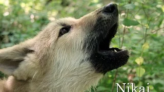 Wolf Pup Nikai Howls