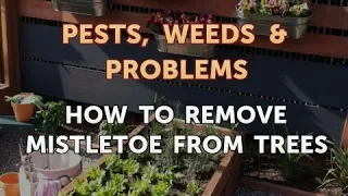 How to Remove Mistletoe From Trees