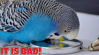 Budgie Mirror - Is bad, Actually, for your Bird