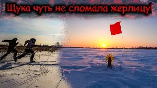 Бегом сюда!У тебя сейчас ЖЕРЛИЦА СЛОМАЕТСЯ!!Никогда не оставляйте жерлицы без присмотра!!!