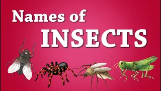 Names of Insects l 16 Types of Insects for Children ll Yala Kids English Channel ll