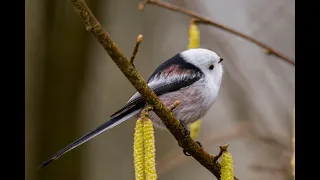 Raniuszek/Aegithalos caudatus/Long tailed tit