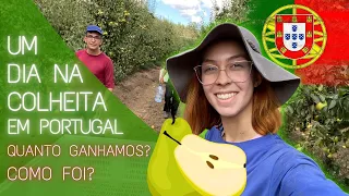 Um dia na colheita com um casal em Portugal! Quanto ganhamos? Quantas horas trabalhamos?