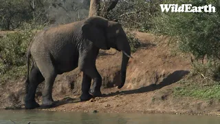 WildEarth - Sunset Safari - 29 July 2023