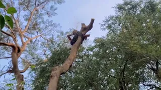 Căng Thẳng Với Pha Cưa Cây Phượng Siêu To Vua Khỉ Miền Tây. Saw the giant phoenix tree