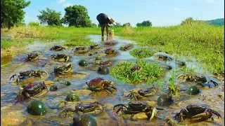 Best fishing Crabs in flooding season! Catching a lot of crabs & snail at field by a fisherman