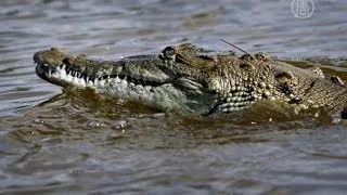 В Австралии ищут ребенка, которого утащил крокодил (новости)