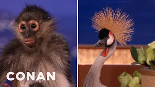 Animal Expert David Mizejewski: Spider Monkey & African Crowned Crane | CONAN on TBS