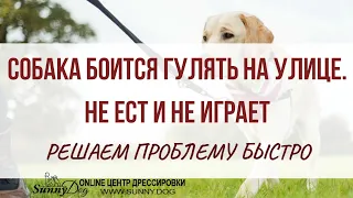 Собака боится гулять на улице, не ест и не играет. Решаем проблему быстро