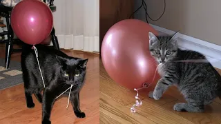 Cat Reaction To Playing Balloons Funny Cats Vs Balloons Compilation