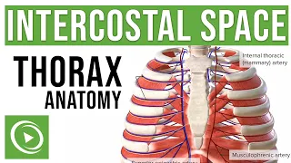 Intercostal Space Anatomy | Lecturio Medical
