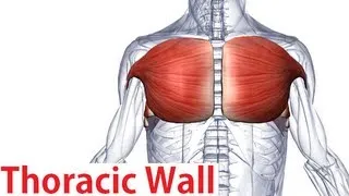Muscles of the Thoracic Wall - Chest Muscles Anatomy
