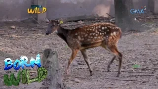 Born to be Wild: The endangered Visayan spotted deer