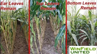 Corn Physiology Leaf Removal Demo