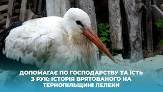 Допомагає по господарству та їсть з рук: історія врятованого на Тернопільщині лелеки