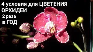 цветонос у ОРХИДЕИ цветет по 2 раза в год 4 ГЛАВНЫХ УСЛОВИЯ роста и цветения ОРХИДЕИ